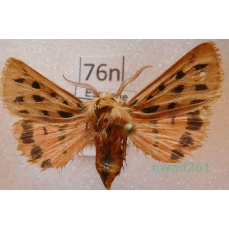 Chelis maculosa (Gerning, 1780) male Spain76n